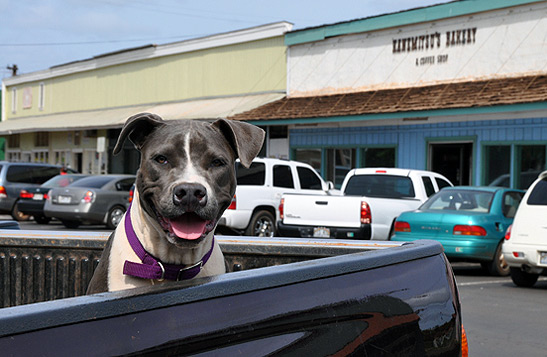 dog on back of pick-up truck, Kaunakakai, Molokai, Hawaii