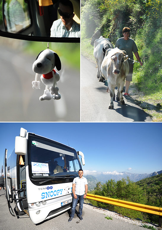 Snoopy stuffed toy dangling in front of the writers' seat on a tourist bus, cows on the side of a road and a bus from the Snoopy bus company