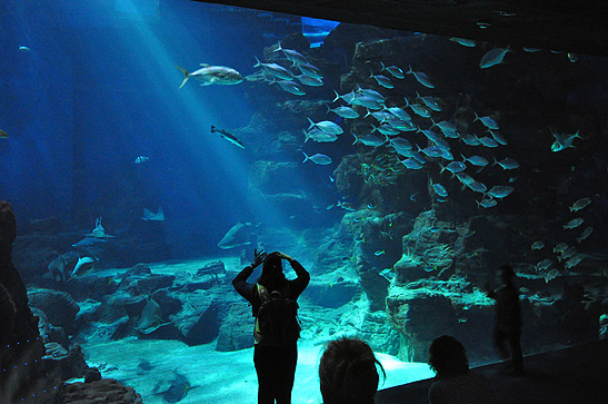 inside the Aquarium, Montpellier