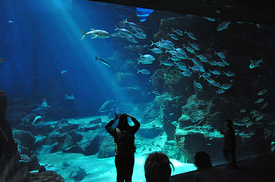 inside the Aquarium, Montpellier