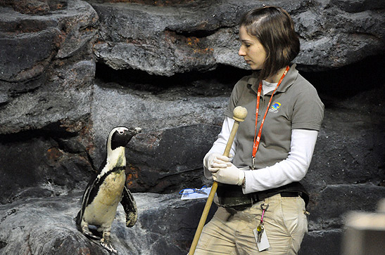 Aquarium staff with a penguin