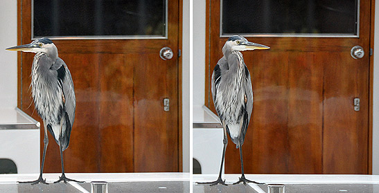 pictures of a heron on board a yacht in Newport Beach