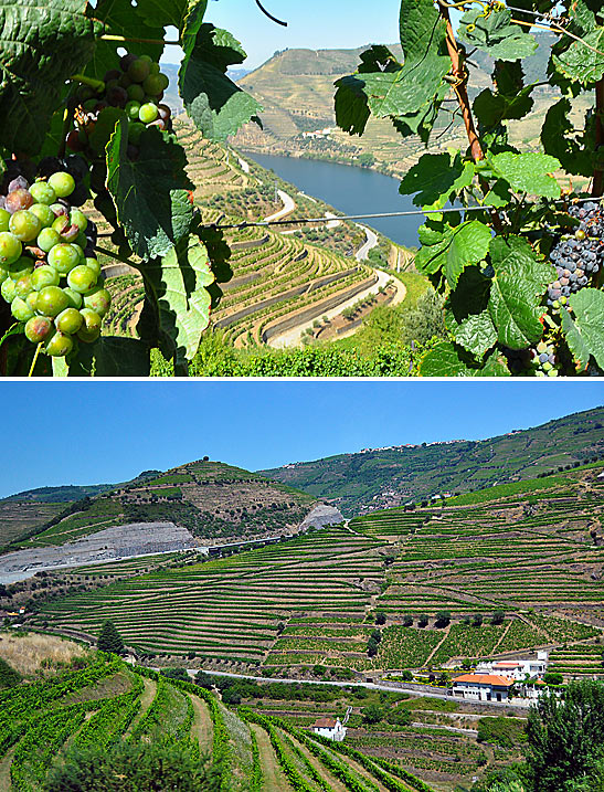 vineyards along the banks of the Douro