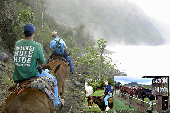 riding a mule on Molokai's North Shore
