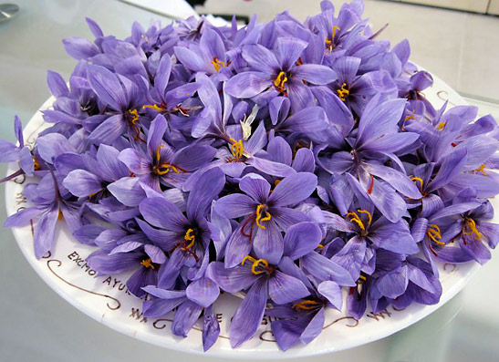 saffron flowers