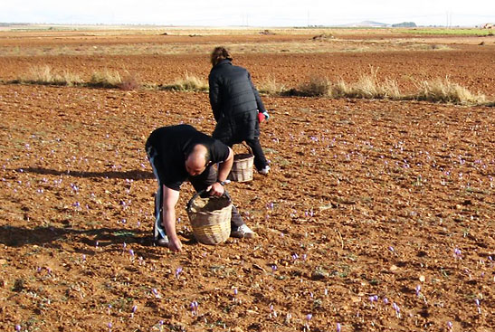 harvesting saffron on a mid-morning sunny day, central Spain
