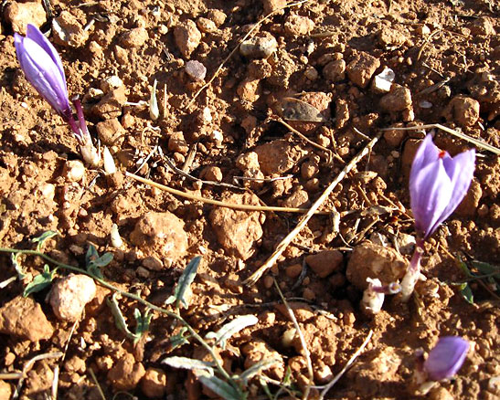 close-up of purple saffron crocus flowers on a field