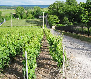 rows of grape vines outside Reims, Champagne, France