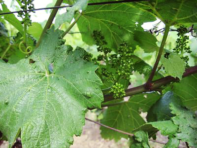 new grape clusters just beginning to grow at the Fresne vineyards, Villedommange