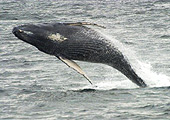 humpback whale, Alaska