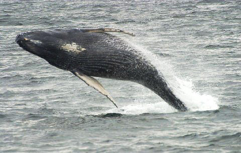 breaching humpback whale, Alaska