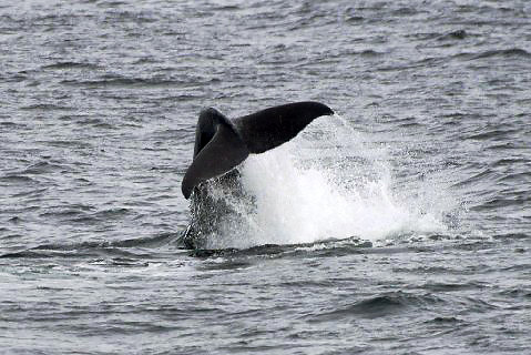 tail of a breaching humpback whale protruding above the water, Alaska