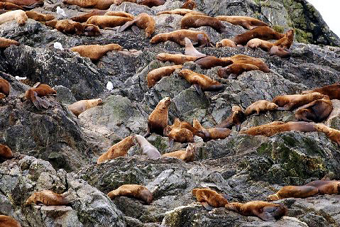 sea lions on rocks, Alaska
