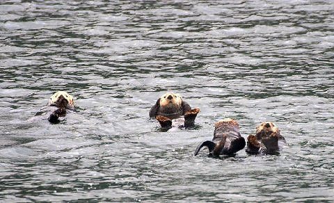 a group of seals in the water, Alaska