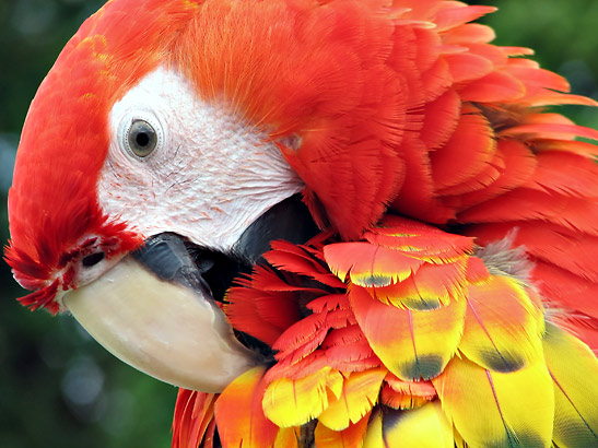 close-up view of a scarlet macaw in the Amazon