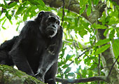chimpaanzee in a tree, Uganda