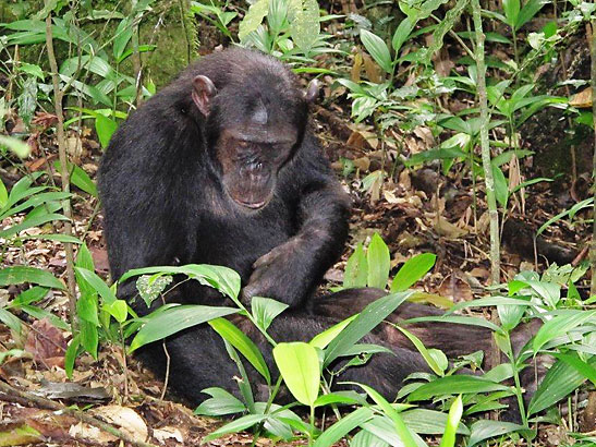 chimpanzee at Kibale Chimpanzee National Forest, Uganda