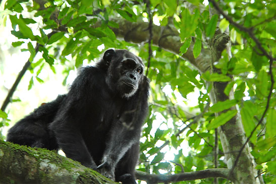 chimpanzee in tree, Kibale Chimpanzee National Forest
