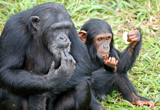 elderly chimp and young