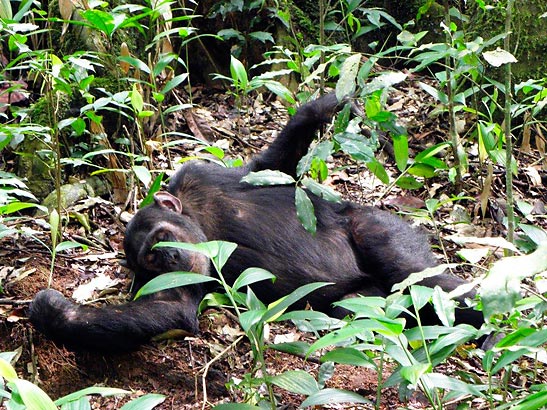 chimp lying on the ground