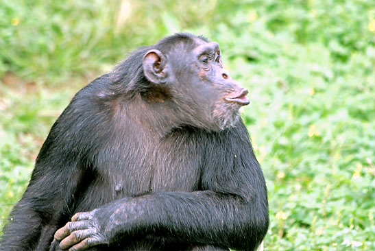 chimpanzee making face