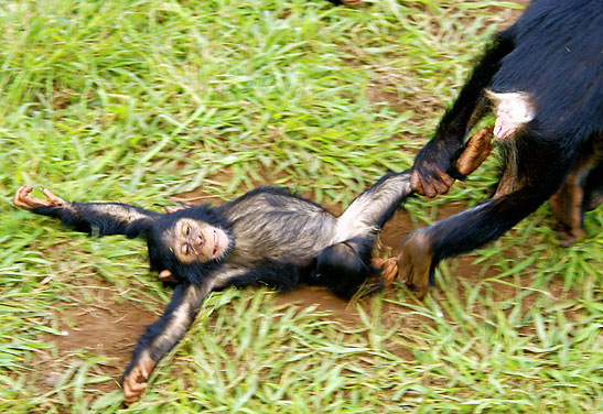 young chimp being dragged by adult chimp