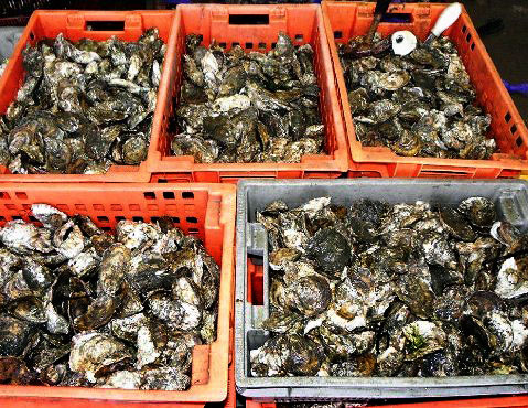 close-up of oysters at Mike McGee's Chincoteague Shellfish Farms