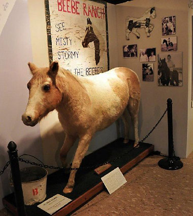 stuffed Misty at the Chincoteague Museum