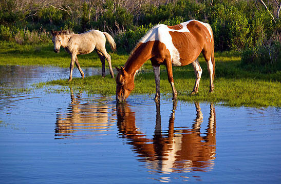 mare and foal at Assateague