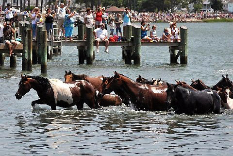 ponies arriving at Chincoteague Island after making the swim from neighboring Assateague Island during the annual Chincoteague Pony Penning and Auction