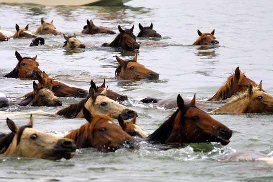 ponies making the swim to Chincoteague during the annual Pony Penning and Auction