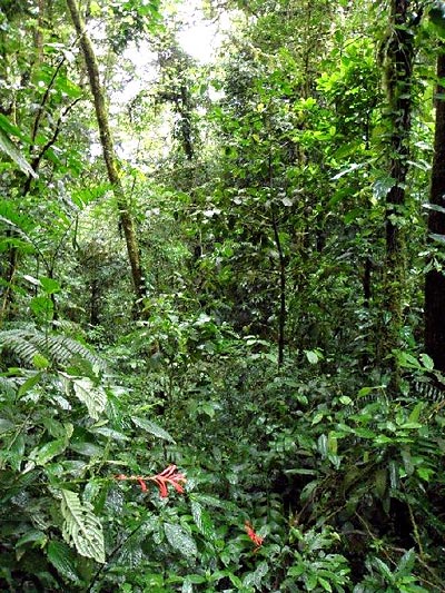 cloud forest in Costa Rica