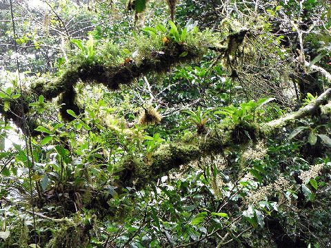 epiphytes growing on top of trees, Costa Rica