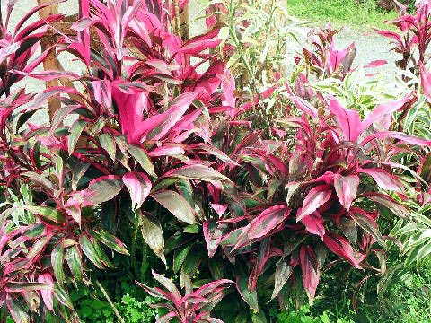 red-leafed plant on forest floor, Costa Rica