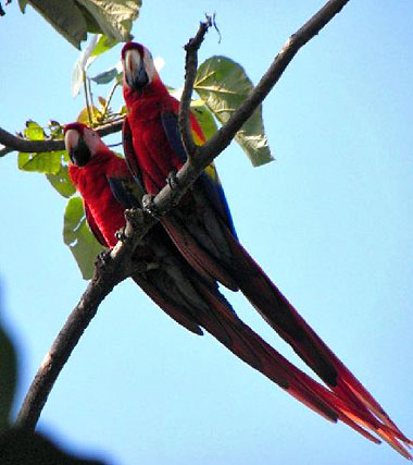 a pair of parrots on a tree branch in a Costa Rican cloud forest