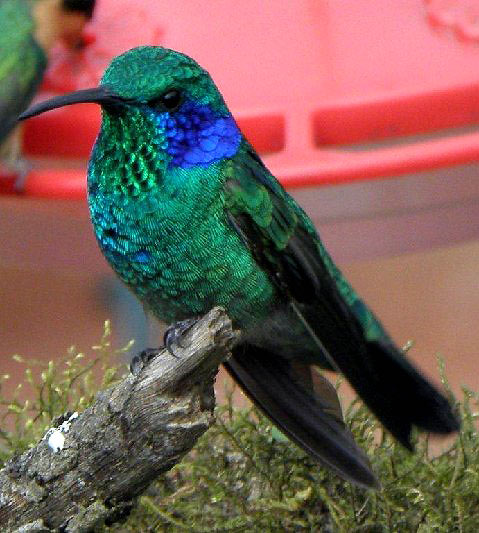 hummingbird at a bird sanctuary in a Costa Rican cloud forest