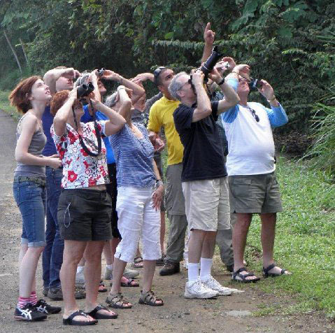 tourists viewing birds in a forest clearing