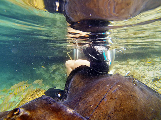 the writer snorkeling with a sting ray