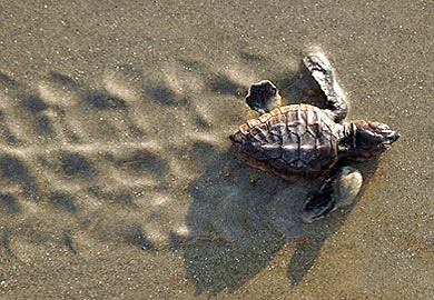 newly-hatched sea turtle