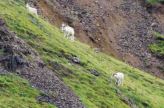 a group of Dall sheep on a mountain slope, Alaska