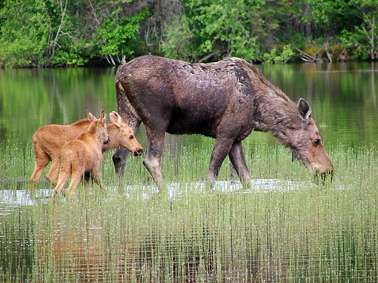 female moose and a pair of calves, Denali National Park