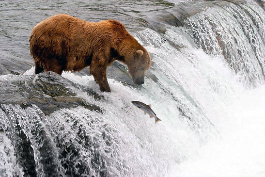 brown bear fishing for salmon on a stream