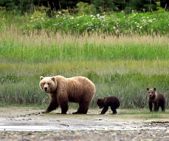 bear with two cubs, Denali National Park