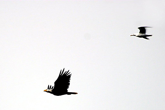 bald eagle and gull in flight