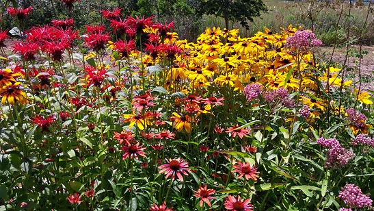 flowering plants at the Historic Gardens