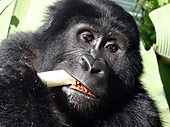 gorilla chomping on a banana stalk, Uganda