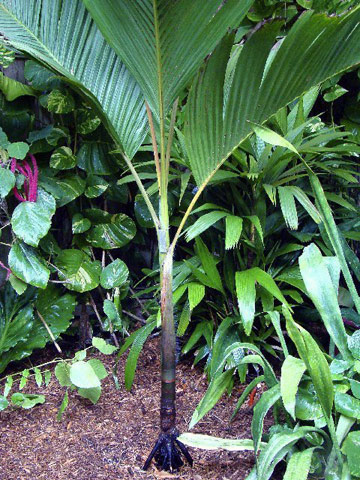 tropical plants including a palm tree at Nancy Forrester's Secret Garden in Key West, FL