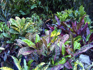 colorful croton leaves in Nancy Forrester's garden