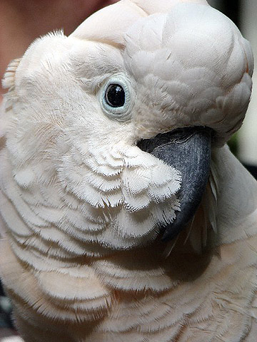 Mr. Peaches - a white cockatoo rescued from New York City