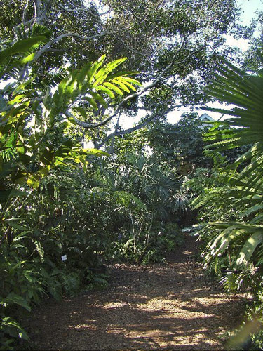 thick tropical foliage surround a path inside Nancy Forrester's Secret Garden